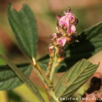 Flemingia lineata (L.) Roxb. ex W.T.Aiton